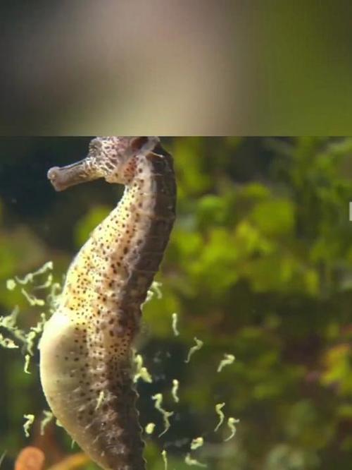 【海马属于什么类动物,海马属于什么类动物哺乳的还是胎生的都不是呀卵生的】